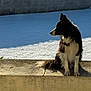 animal, black_and_white, border_collie, calm, concrete, daylight, dog, fur, ledges, nature, outdoor, pet, profile, quiet, shadow, sitting, snow, sunlight, watchful, winter
