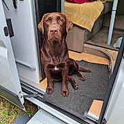 Vahiné a rejoint le concours — aidez-le/la à gagner de superbes lots ! animal, brown_dog, camper_van, companion, cozy, dog, door, floor, furniture, grass, indoor, interior, labrador, looking_at_camera, mat, open_door, pet, sitting, step, towel