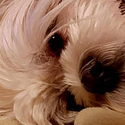Neville is registered to the contest to win money with this photo: dog, close_up, white_fur, pet, animal, soft_texture, lying_down, nose, eye, fur, cozy, indoor, resting, cute, fluffy, muzzle, portrait, warm, relaxed, companion