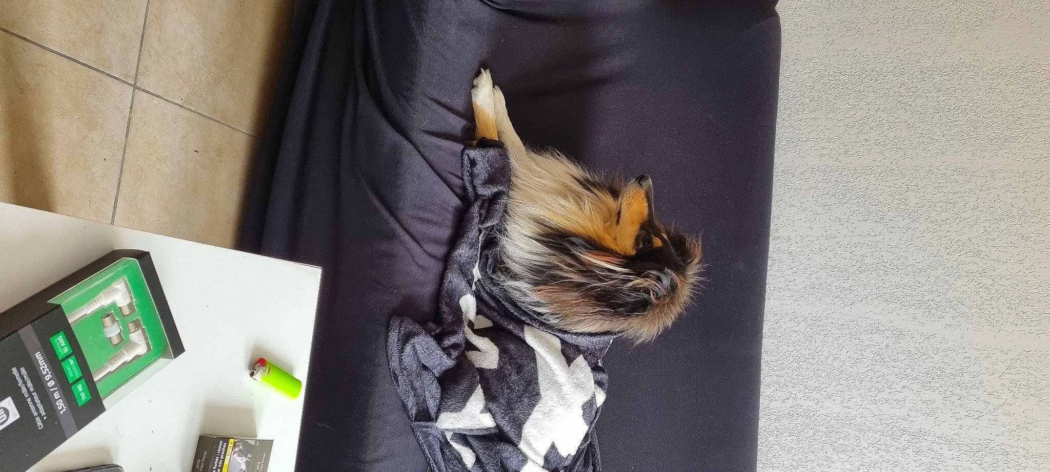 Rivka participe au concours pour gagner de l'argent avec cette photo : art, big_cats, brand, canidae, carnivore, companion_dog, fashion_accessory, fashion_design, fawn, feather, felidae, font, fur, sleeve, small_to_medium_sized_cats, street_fashion, tail, whiskers, wildlife, wing