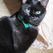 Boo is registered to the contest to win money with this photo: alert, animal, black_cat, carpet, cat, close_up, collar, domestic_cat, ears, fabric, feline, fur, green_eyes, green_plaid, indoor, mammal, pet, portrait, sitting, whiskers