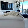 Rameses joined the competition — help win amazing prizes! cat, white_cat, sofa, living_room, television, plant, indoor, balcony, cityscape, window, furniture, relaxing, pet, domestic_animal, fluffy, modern, daylight, cushion, resting, home