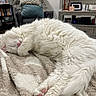 cat, white_cat, sleeping, fluffy, pet, indoor, blanket, cozy, furniture, chair, cushion, bookshelf, books, living_room, relaxing, animal, paw, cute, fur, resting