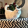 cat, white_cat, fluffy, indoor, cushion, patterned_fabric, flowers, bouquet, red_roses, white_flowers, clock, vintage_clock, table, furniture, decor, pet, animal, domestic_cat, household, cozy