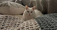 Rameses is registered to the contest to win money with this photo: bed, cat, comfort, cozy, decor, fabric, fluffy, furniture, headboard, home, indoor, knitted_blanket, pet, pillows, relaxed, resting, soft_light, texture, white_cat, window_light