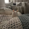 Rameses is registered to the contest to win money with this photo: cat, white_cat, bed, pillows, knitted_blanket, cozy, indoor, furniture, headboard, decor, soft_light, relaxed, pet, fluffy, resting, home, comfort, window_light, fabric, texture