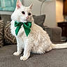 white_cat, cat, bow_tie, pet, indoor, sofa, furniture, domestic_animal, fluffy, cute, animal, portrait, cozy, household, living_room, closeup, cute_pet, feline, soft_fur, decor