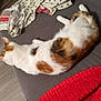 cat, calico, feline, pet, resting, couch, blanket, towel, indoor, floor, wooden_floor, fur, animal, sleeping_position, relaxed, home, cozy, white, orange, black