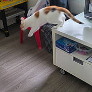 Louna participe au concours pour gagner de l'argent avec cette photo : cat, leaping, white_table, red_stool, wooden_floor, window, curtain, toolbox, tools, plastic_bag, indoor, pet, motion_blur, furniture, household, domestic, active, animal, calico_cat, home
