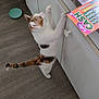 cat, calico, kitchen, cabinet, wood_floor, curious, standing, paw, countertop, scratch_off_ticket, bowl, pet, indoor, feline, white, orange, black, animal, household, floor