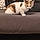 Louna