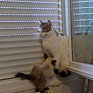Aqua a rejoint le concours — aidez-le/la à gagner de superbes lots ! cat, kitten, window, blinds, radiator, indoor, pets, animal, curious, fur, reflection, white, brown, playful, resting, domestic, cozy, light, shadow, home