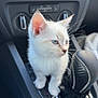 kitten, cat, blue_eyes, white_fur, car_interior, gear_shift, dashboard, curious, pet, animal, close_up, indoor, young_cat, whiskers, small, cute, vehicle, technology, buttons, leather