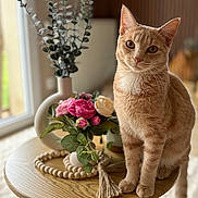 Winnie a rejoint le concours — aidez-le/la à gagner de superbes lots ! beaded_garland, cat, closeup, cream_flower, curious, decor, feline, flower_arrangement, ginger_cat, greenery, indoor, pet, pink_flower, plant, sitting, soft_light, table, tassel, vase, wooden_table
