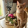 beaded_garland, cat, closeup, cream_flower, curious, decor, feline, flower_arrangement, ginger_cat, greenery, indoor, pet, pink_flower, plant, sitting, soft_light, table, tassel, vase, wooden_table