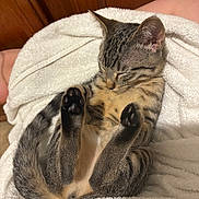 Miso is registered to the contest to win money with this photo: kitten, cat, sleeping, tabby, paw, fur, towel, cute, pet, animal, relaxing, indoor, cozy, whiskers, small, adorable, resting, feline, soft, peaceful