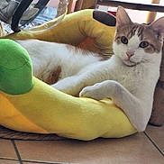 Bambou participe au concours pour gagner de l'argent avec cette photo : cat, indoor, pet, animal, plush_bed, yellow, green, floor, tile, furniture, relaxed, cute, whiskers, ears, paws, resting, household, domestic, cozy, calm
