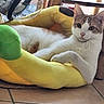 cat, indoor, pet, animal, plush_bed, yellow, green, floor, tile, furniture, relaxed, cute, whiskers, ears, paws, resting, household, domestic, cozy, calm