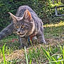 Adès a rejoint le concours — aidez-le/la à gagner de superbes lots ! cat, gray_tabby, outdoor, grass, collar, pet, animal, nature, sunlight, ears, alert, feline, whiskers, closeup, fur, greenery, prowling, daylight, muzzle, tail