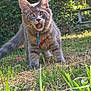 Adès participe au concours pour gagner de l'argent avec cette photo : cat, gray_cat, outdoor, grass, greenery, pet, playful, tongue_out, feline, animal, nature, garden, sunlight, ears, whiskers, collar, young_cat, fur, mammal, cute