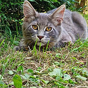 Adès a rejoint le concours — aidez-le/la à gagner de superbes lots ! cat, grey_cat, animal, pet, grass, greenery, outdoor, nature, close_up, whiskers, ears, eyes, feline, mammal, crouching, curious, wildlife, portrait, fur, playful