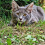 cat, grey_cat, animal, pet, grass, greenery, outdoor, nature, close_up, whiskers, ears, eyes, feline, mammal, crouching, curious, wildlife, portrait, fur, playful