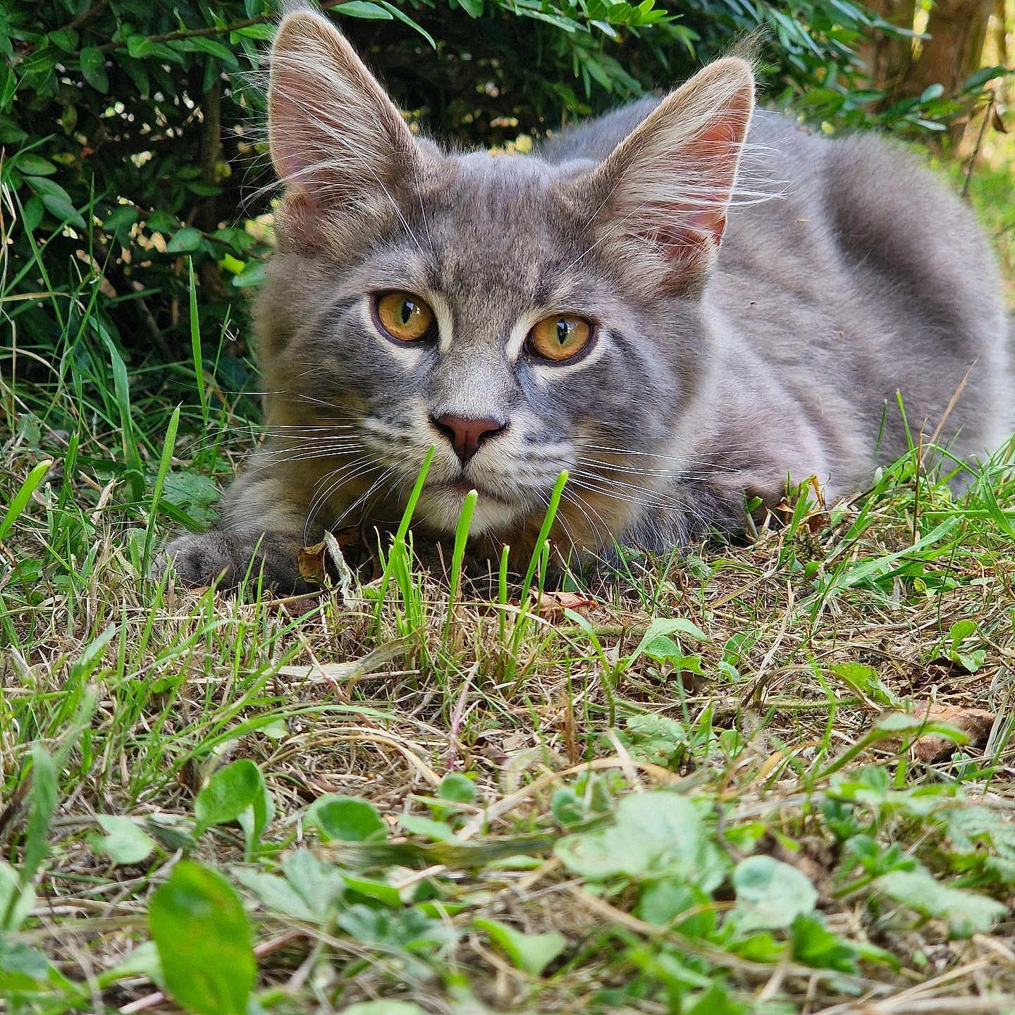 Adès a rejoint le concours — aidez-le/la à gagner de superbes lots ! animal, cat, close_up, crouching, curious, ears, eyes, feline, fur, grass, greenery, grey_cat, mammal, nature, outdoor, pet, playful, portrait, whiskers, wildlife