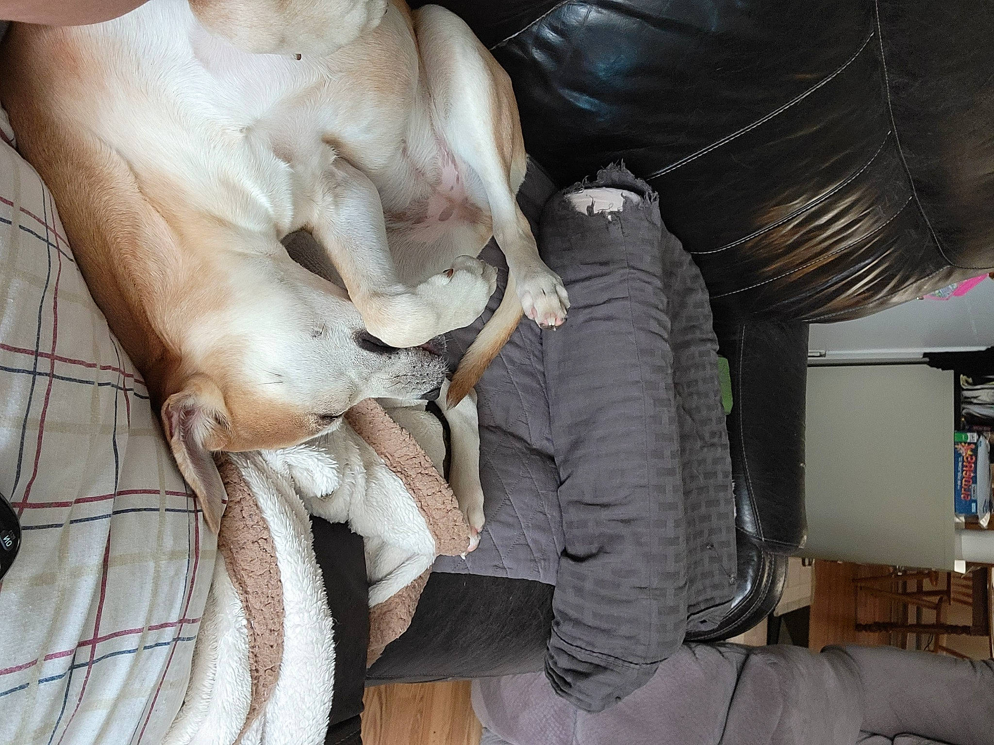 Nellie Jane is registered to the contest to win money with this photo: auto_part, bookcase, carnivore, cat, chair, comfort, companion_dog, fawn, felidae, fur, human_leg, jaw, knee, sculpture, shelf, shelving, small_to_medium_sized_cats, tail, thigh, wood