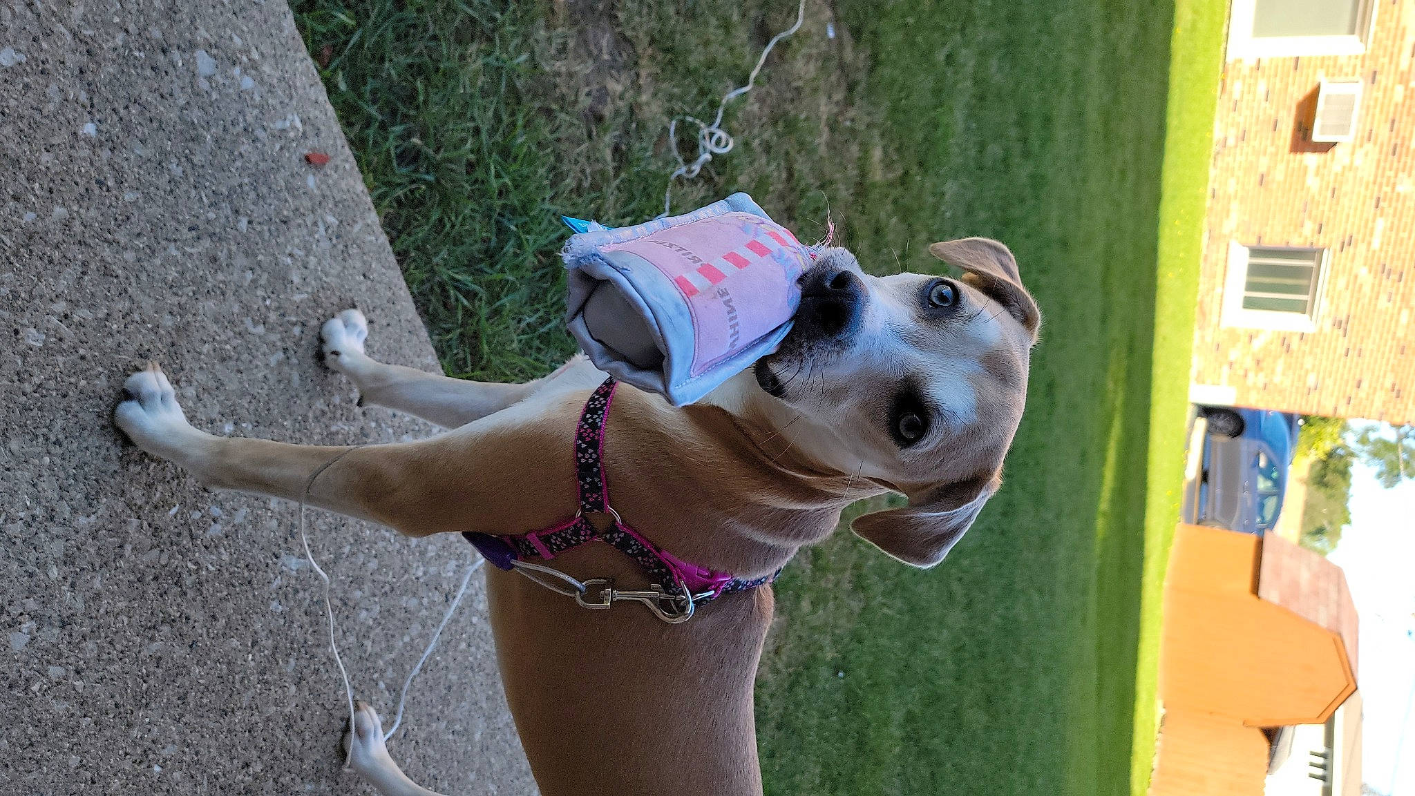 Nellie Jane is registered to the contest to win money with this photo: canidae, carnivore, collar, companion_dog, dog, dog_breed, dog_collar, dog_supply, eyewear, fashion_accessory, fawn, grass, jewellery, leash, leisure, non_sporting_group, pet_supply, snout, sporting_group, working_animal