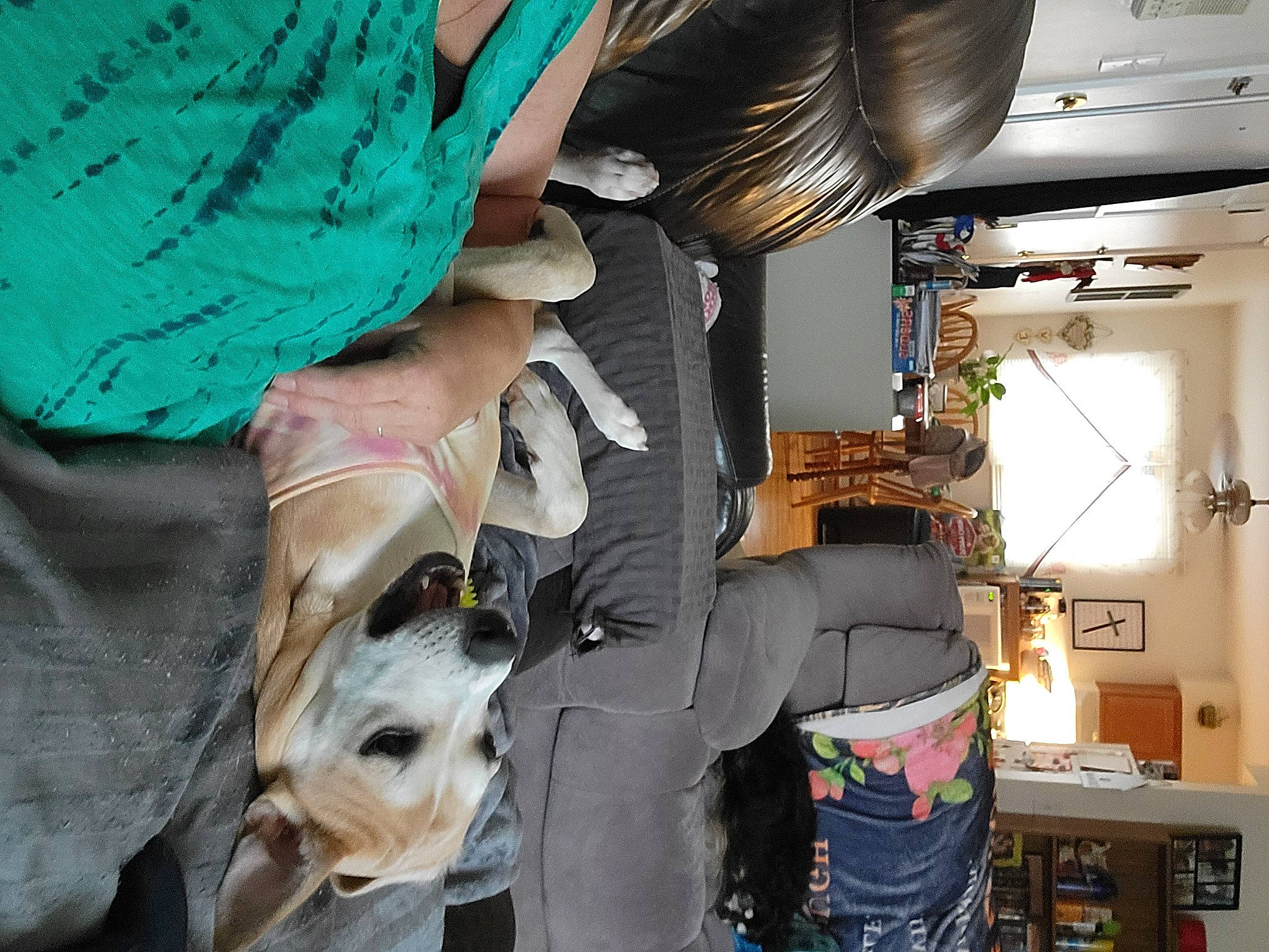 Nellie Jane is registered to the contest to win money with this photo: collar, companion_dog, dog, dog_breed, fawn, fur, guard_dog, human_leg, machine, room, service, sporting_group, working_animal