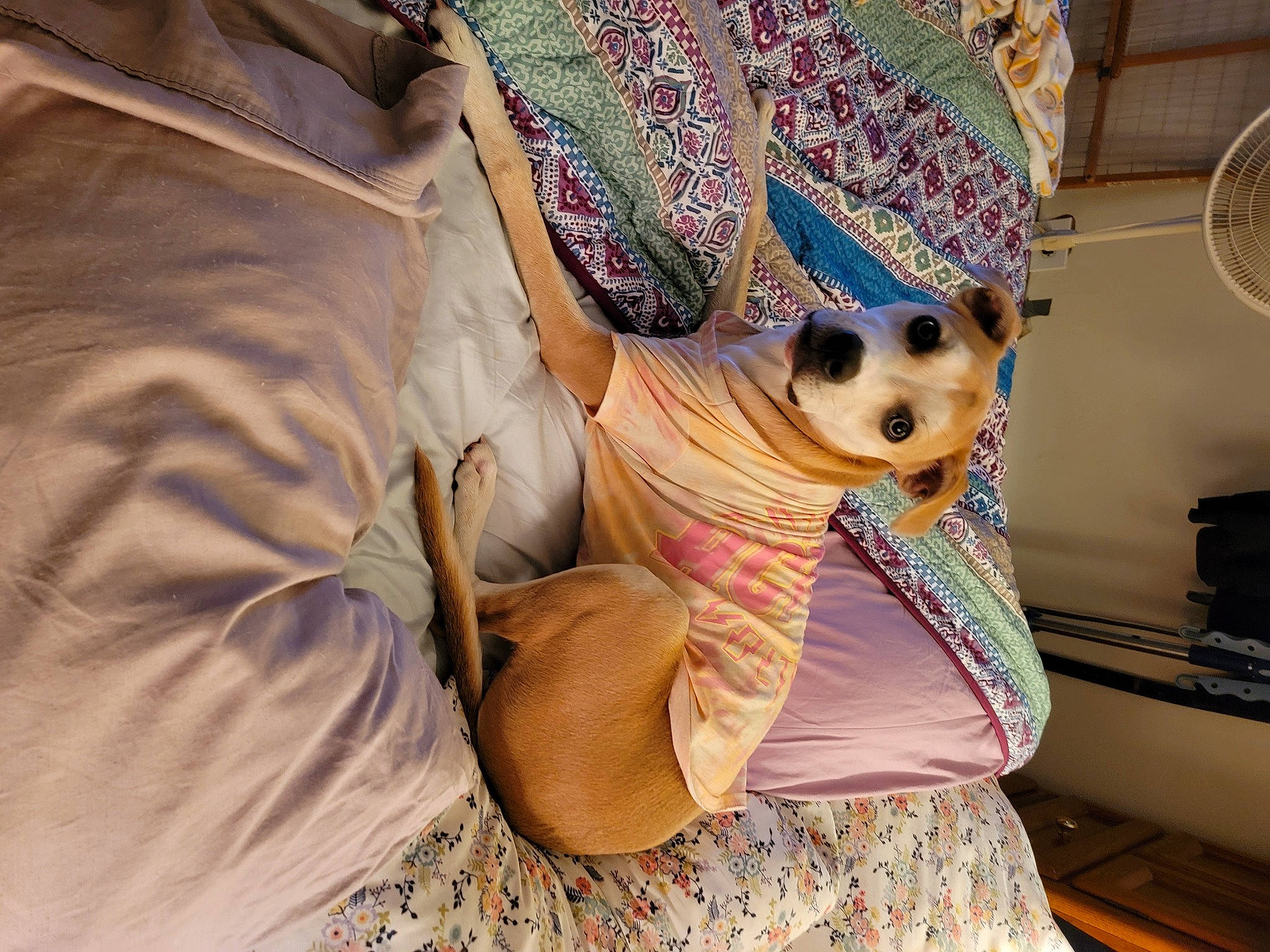 Nellie Jane is registered to the contest to win money with this photo: bag, carnivore, comfort, companion_dog, dog, dog_breed, eyewear, fawn, felidae, goggles, headgear, jacket, linens, small_to_medium_sized_cats, sunglasses, textile, toy, toy_dog, vision_care, whiskers