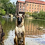 Venom a rejoint le concours — aidez-le/la à gagner de superbes lots ! animal, belgian_malinois, brick_building, building, calm, canine, daytime, dog, ears_up, grass, nature, outdoor, pet, portrait, reflection, river, sitting, trees, water, wet_fur