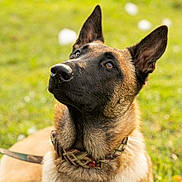 Venom participe au concours pour gagner de l'argent avec cette photo : animal, belgian_malinois, black, brown, canine, closeup, collar, dog, ears, focus, fur, grass, leash, looking_up, nature, outdoor, pet, portrait, sitting, sunlight