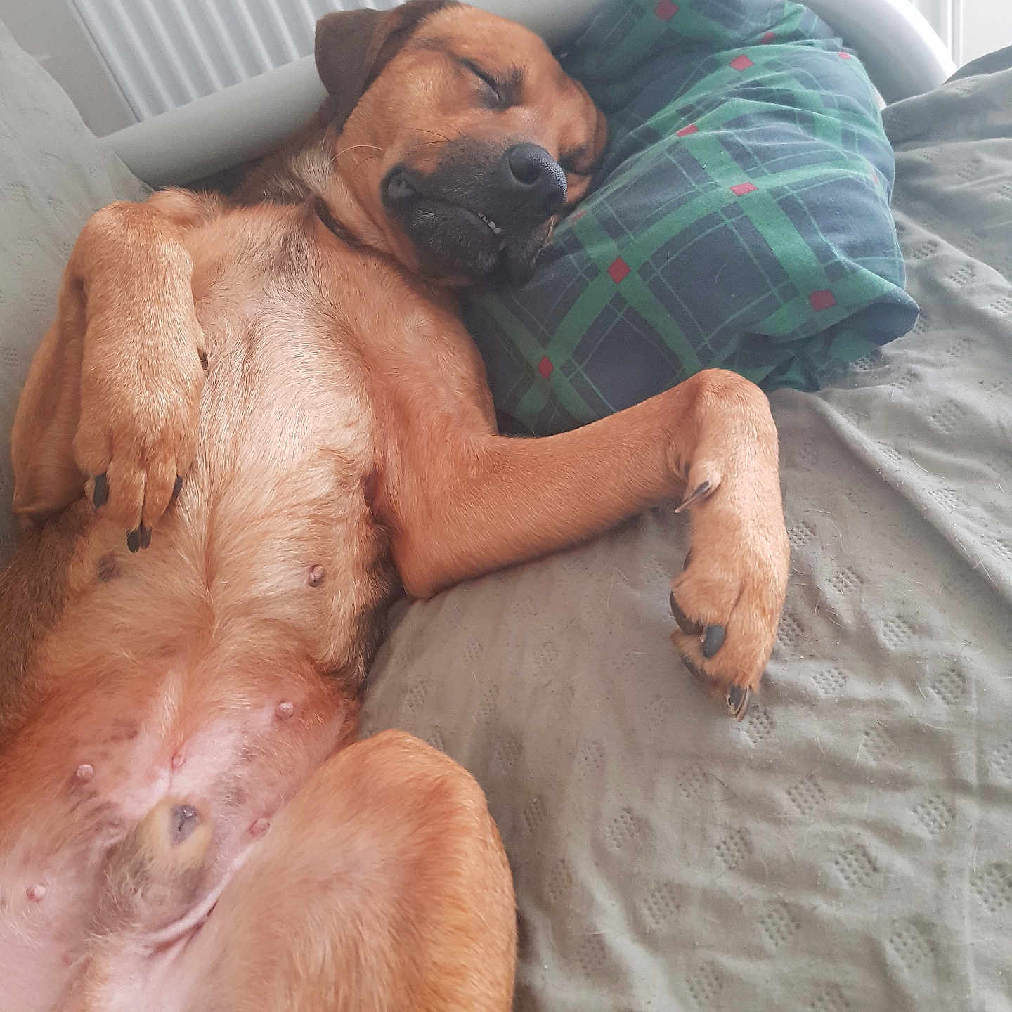 Bandit participe au concours pour gagner de l'argent avec cette photo : animal, bed, bedroom, blanket, canine, couch, cushion, dog, furniture, homedecor, hound, indoors, interiordesign, labradorretriever, linen, person, pet, puppy, room, sleeping