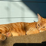Ollie is registered to the contest to win money with this photo: cat, orange_tabby, feline, pet, lounging, sunlight, couch, indoor, relaxed, nap, paw, fur, whiskers, ear, shadow, texture, cozy, closeup, resting, sleepy