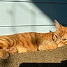 cat, orange_tabby, feline, pet, lounging, sunlight, couch, indoor, relaxed, nap, paw, fur, whiskers, ear, shadow, texture, cozy, closeup, resting, sleepy