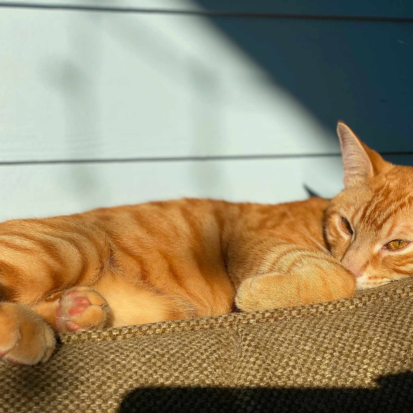 Ollie is registered to the contest to win money with this photo: cat, orange_tabby, feline, pet, lounging, sunlight, couch, indoor, relaxed, nap, paw, fur, whiskers, ear, shadow, texture, cozy, closeup, resting, sleepy