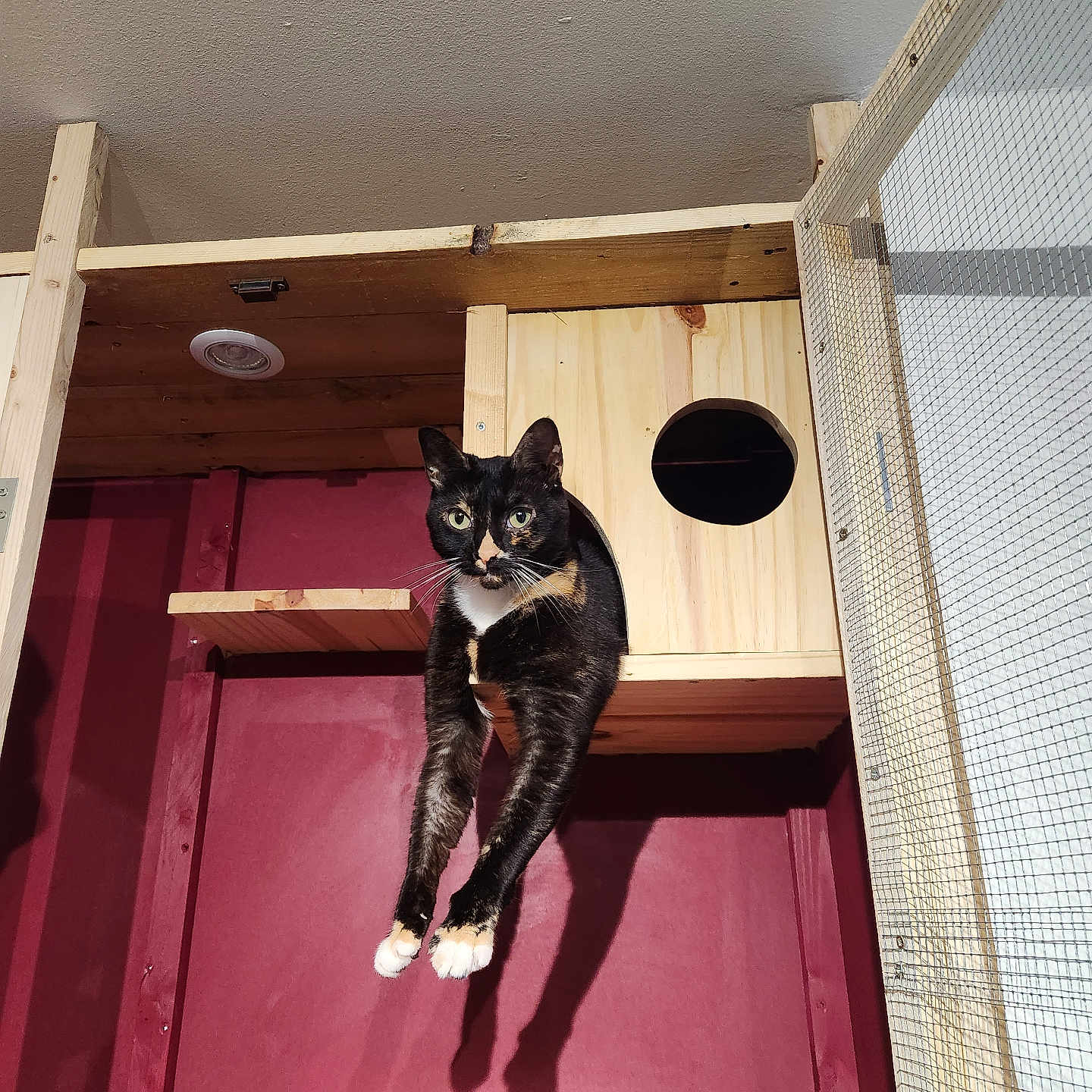 Happy a rejoint le concours — aidez-le/la à gagner de superbes lots ! abyssinian, animal, ball, basketball, basketballball, cat, closet, cupboard, furniture, hardwood, indoors, interiordesign, kitten, manx, pet, plywood, shelf, sport, window, wood