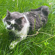 Stormie is registered to the contest to win money with this photo: animal, cat, closeup, eyes, feline, fur, grass, gray_cat, green, mammal, nature, outdoor, pet, plant, stealthy, tail, walking, whiskers, white_cat, wildlife