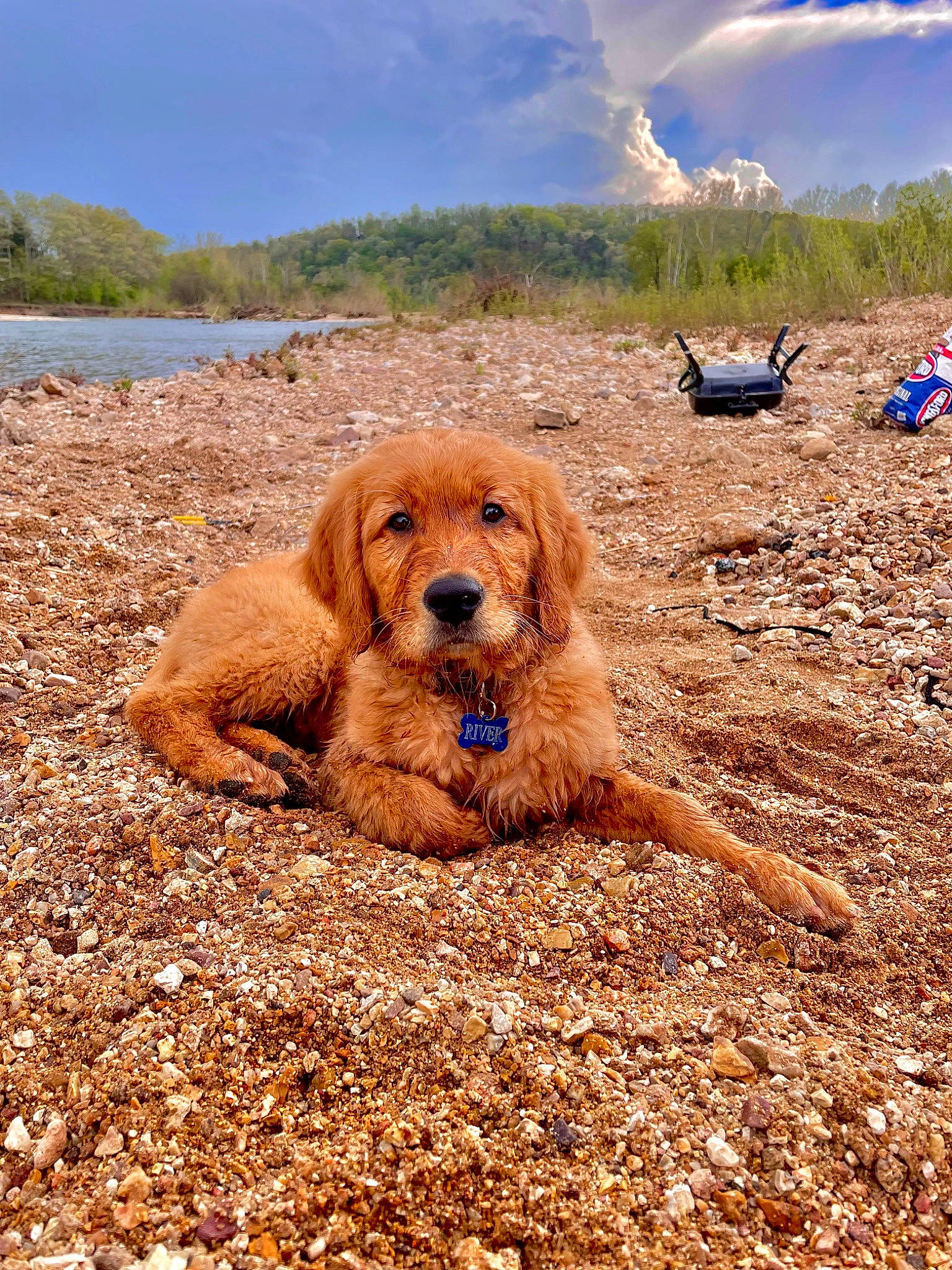 River is registered to the contest to win money with this photo: beach, canidae, carnivore, cloud, companion_dog, dog, dog_breed, fawn, landscape, mammal, people_in_nature, plant, sand, sky, soil, sporting_group, tree, vertebrate, water, wilderness
