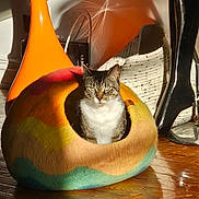 Starr is registered to the contest to win money with this photo: animal, cat, cat_cave, colorful, cozy, cute, decor, felted, furniture, home, indoor, pet, portrait, relaxing, resting, shadow, sunlight, tabby, warm_light, wooden_floor