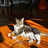 Starr joined the competition — help win amazing prizes! cat, chair, cozy, domestic_animal, feline, flooring, home, indoor, natural_light, pet, quiet, relaxed, resting, shadow, striped, sunlight, tabby, vase, white_paws, wooden_floor