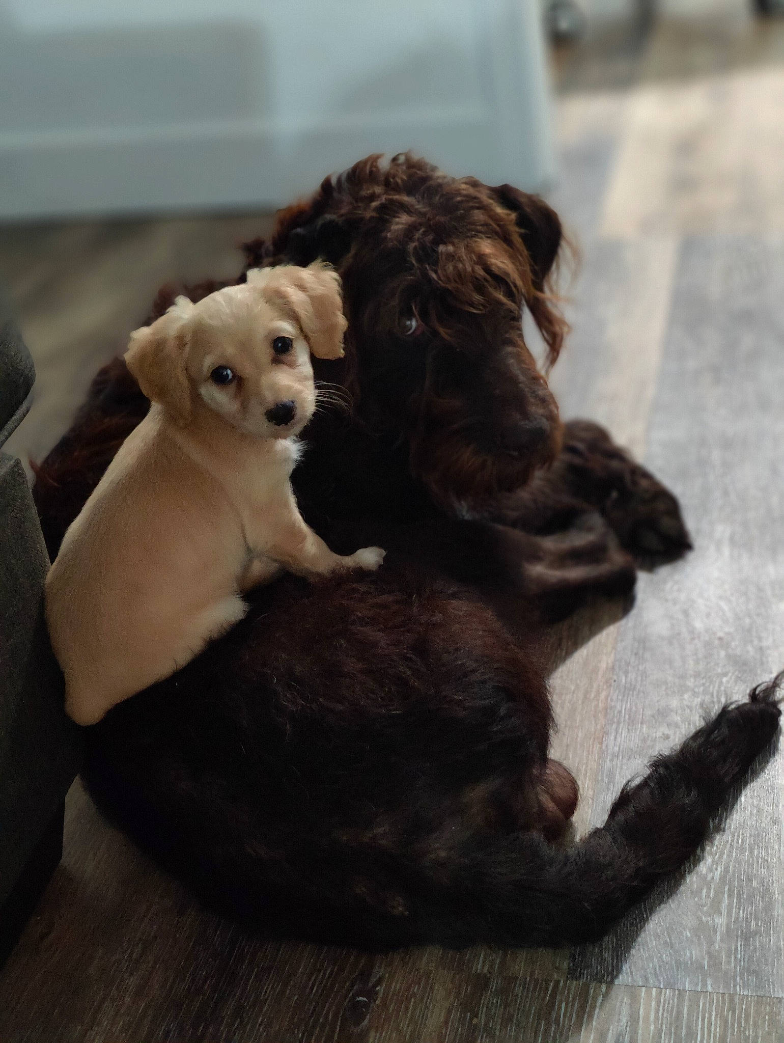 Hershey And Lucy is registered to the contest to win money with this photo: canidae, carnivore, comfort, companion_dog, dog, dog_breed, fawn, felidae, floor, flooring, fur, liver, paw, puppy_love, snout, tail, toy_dog, whiskers, wood, working_animal