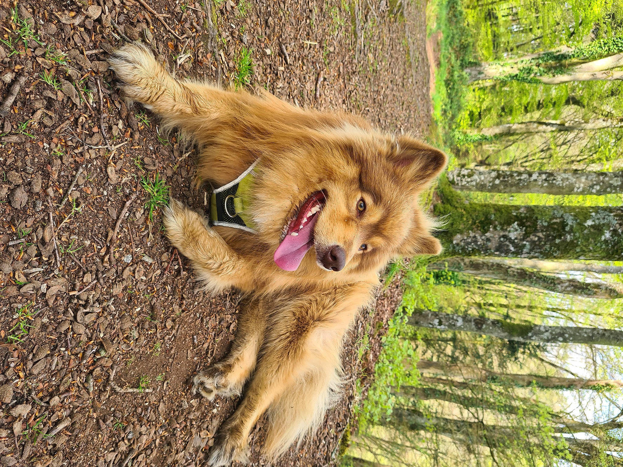 Pago participe au concours pour gagner de l'argent avec cette photo : canis, carnivore, companion_dog, dog, dog_breed, felidae, fox, fur, grass, lion, paw, plant, retriever, street_dog, tail, terrestrial_animal, tree, trunk, whiskers, wood