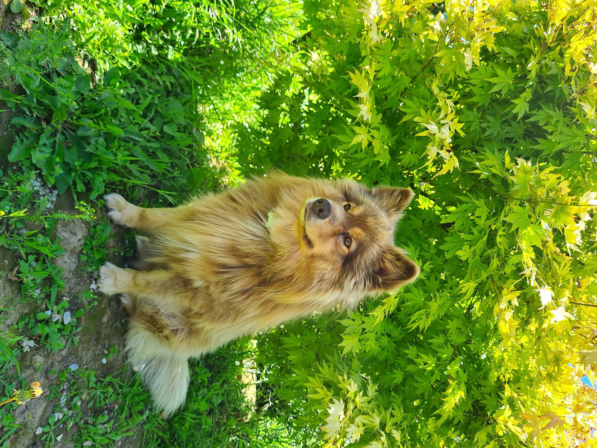 Pago participe au concours pour gagner de l'argent avec cette photo : canidae, carnivore, companion_dog, dog, dog_breed, fawn, felidae, fur, grass, liver, plant, small_to_medium_sized_cats, snout, sporting_group, tail, terrestrial_animal, tree, whiskers, wildlife, wood