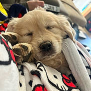 Bloom participe au concours pour gagner de l'argent avec cette photo : puppy, dog, golden_retriever, sleeping, blanket, cozy, cute, pet, indoors, close_up, resting, fur, snuggling, soft, adorable, living_room, comfort, animal, young_dog, peaceful