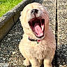 Bloom participe au concours pour gagner de l'argent avec cette photo : puppy, dog, golden_retriever, yawning, outdoor, sunlight, grass, path, collar, fur, cute, pet, animal, small, sitting, happy, daytime, nature, closeup, young
