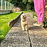 Bloom a rejoint le concours — aidez-le/la à gagner de superbes lots ! puppy, dog, golden_retriever, pathway, grass, shrubbery, person, pants, pink_pants, sneakers, footwear, outdoor, garden, sunlight, nature, sidewalk, collar, pet, cute, walking