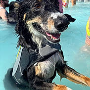 Jack is registered to the contest to win money with this photo: dog, wet, life_jacket, pool, water, swimming, happy, canine, outdoor, summer, people, recreation, animal, pet, fun, playful, sunlight, close_up, black_fur, brown_fur
