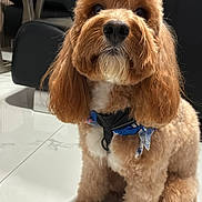 Tommy joined the competition — help win amazing prizes! dog, puppy, apricot_coat, fluffy, curly_fur, long_ears, brown_dog, sitting, portrait, indoors, home, floor, chairs, harness, bandana, groomed, looking_at_camera, pet, companion_animal, sunlight